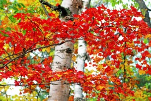 Maple Birch And Oak Medley